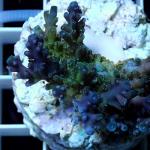A01S11 Acropora purple table premium 3-4 cm 50€