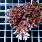 A02S11 Acropora hyacinthus red planet 7-8 cm 98€