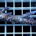A04S11 Acropora blue 5-7 cm 48€