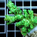 A05S11 Acropora sarmentosa green dragon premium Australia 5-6 cm 74€