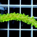 A06S11 Acropora green apple 4-6 cm 33€