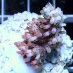 A07S11 Acropora hyacinthus red planet 3-5 cm 63€