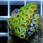 A08S11 Zoanthus green & red fire 3-4 cm 29€
