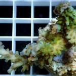 A09S11 Acropora purple polyps 5-7 cm 39€