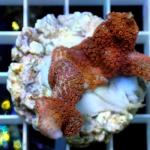 A11S11 Montipora red polyps 6-7 cm 59€