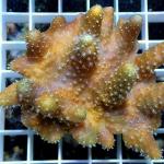 A12S11 Lobophytum withe polyps long finger 7-10 cm 35€