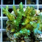 A13S11 Acropora green premium 4-6 cm 44€