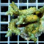A14S11 Acropora green 5-7 cm 44€