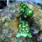 A15S11 Montipora green & purple polyps 3-4 cm 38€