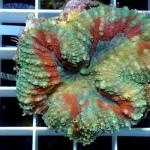 A16S11 Lobophyllia green & red 4-6 cm 83€