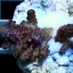 A17S11 Acropora humilis purple & green tip 3-4 cm 48€