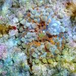 A18S11 Ricordea yuma red 1 polyp 48€