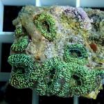 A19S11 Acanthastrea lordhowensis green galaxy 6-7 polyps 44€