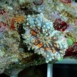 A20S11 Ricordea yuma red 1 polyp 45€