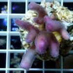 B01S11 Styllophora pink Fidji 4-5 cm 45€