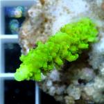 B02S11 Acropora green apple 4-6 cm 33€