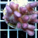 B03S11 Styllophora pink Fidji 5-7 cm 54€