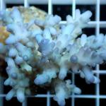 B04S11 Acropora blue ice 5-7 cm 83€