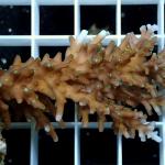 B05S11 Acropora cardus red & green polyps 6-8 cm 59€