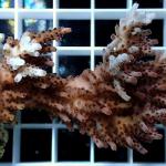 B06S11 Acropora hyacinthus red planet 6-8 cm 89€