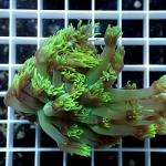 B07S11 Goniopora green 4-6 cm 68€
