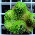 B08S11 Sarcophyton green polyps Australia 4-5 cm 83€