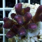 B09S11 Styllophora purple dark 5-6 cm 53€