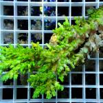 B11S11 Acropora full green premium 10-15 cm 113€