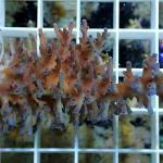 B13S11 Acropora echinata blue ice fire 6-8 cm 104€