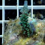 B14S11 Acropora green blue tip 3-5 cm 34€