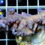 B15S11 Acropora purple Australia 5-7 cm 66€
