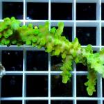 B16S11 Acropora full green premium 5-6 cm 42€