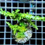 B17S11 Acropora full green premium 10-12 cm 83€