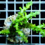 B18S11 Acropora full green premium 8-10 cm 74€