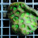 B19S11 Favia green 5-7 cm 36€