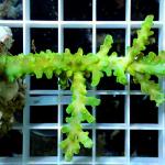 C01S11 Acropora full green premium 5-7 cm 50€