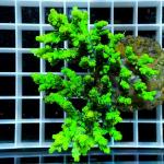 C02S11 Acropora aculeus green golden premium Australia 6-9 cm 89€