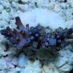 C03S11 Acropora strong purple blue 3-4 cm 51€