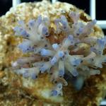 C05S11 Acropora echinata ice fire 4-6 cm 74€