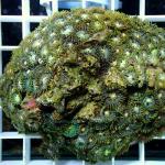 C06S11 Zoanthus green & orange 7-10 cm 38€
