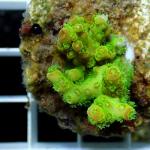 C07S11 Acropora green australia 3-4 cm 38€