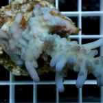 C08S11 Acropora blue tip Australia 7-8 cm 63€