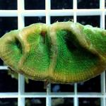 C09S11 Oulophyllia green 4-6 cm 45€