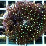 C11S11 Pachyclavularia white tip 5-6 cm 33€