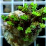 C12S11 Acropora green 5-7 cm 44€