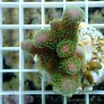 C13S11 Styllophora pink & green polyps premium 6-7 cm 68€