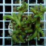 C14S11 Acropora green 7-9 cm 48€