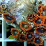 C15S11 Zoanthus red fire ultra 3-4 cm 44€