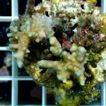 C17S11 Acropora cardus green polyps 3-5 cm 44€