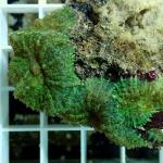 C19S11 Discosoma green 8-12 cm 33€